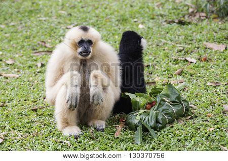White Cheeked Gibbon or Lar Gibbon eating the fruit