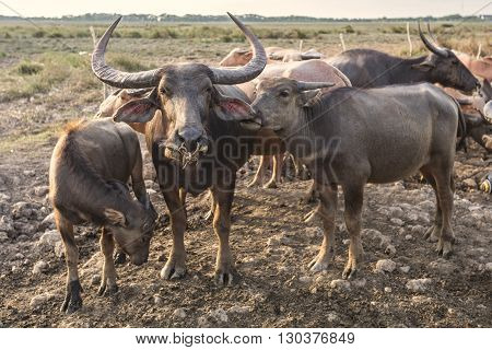 Buffalo over the field and mud in Thailand