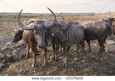 Buffalo over the field and mud in Thailand