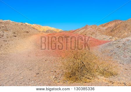 The dry thorn on the red in the desert of Eilat mountains Israel.