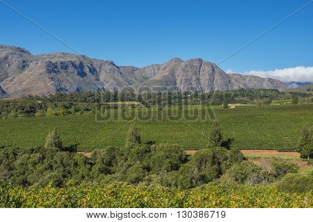 The Cape Winelands region is the premier wine producing area of South Africa