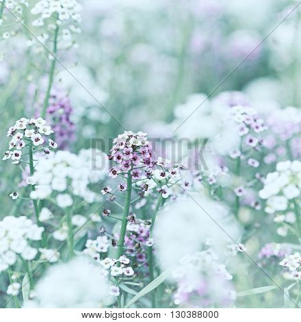 Sweet Alyssum (Lobularia maritima)