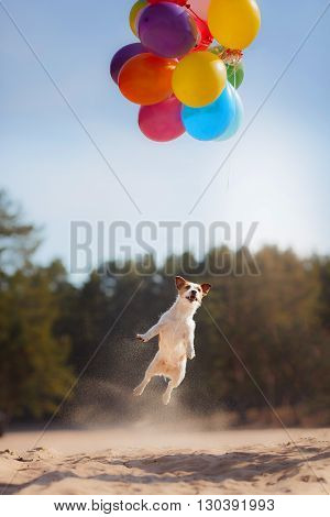 Dog Jack Russell Terrier jumps in the air to catch flying balloons dog playing with balloon
