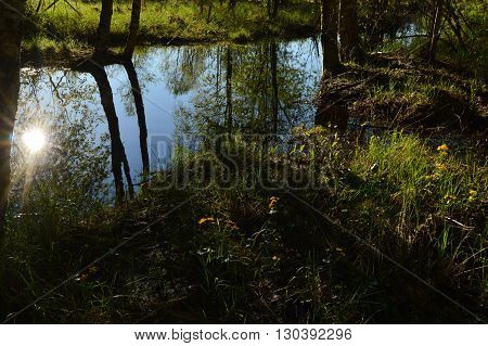 The sun shines in the water forest river in the early spring morning