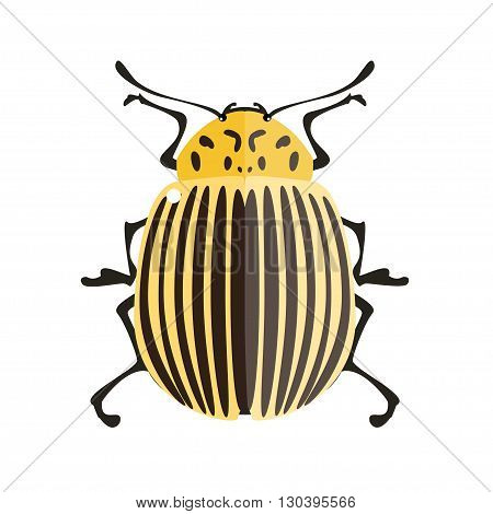 Potato bug. Vector illustration of a colorado potato beetle. Isolated on a white background.