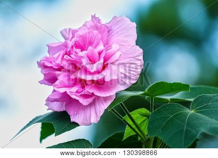 Mutabilis Hibiscus pink flower with petals change color during day: white morning, noon pink, red evening like fate beautiful woman ephemeral. It also used as flowers human medicines