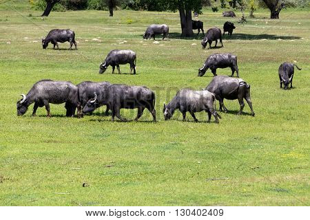 Buffalo Grazing Next To The River Strymon Spring In Northern Greece.