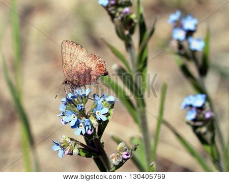 A Brown Elfin Butterfly - Callophrys augustinus