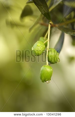 Gotas de chuva sobre azeitonas