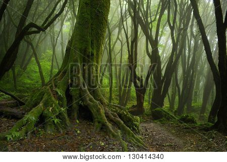 Trail in the tropical jungle near the Annapurna nepal