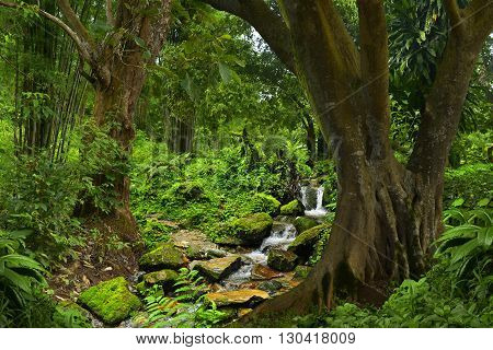 Tropical jungle in Thailand with small river