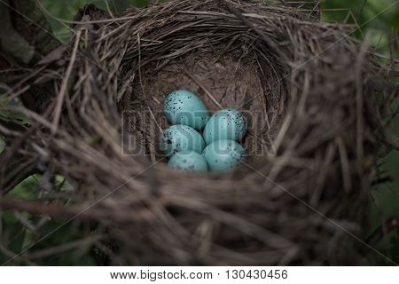 Bird nest in the wild in the woods.