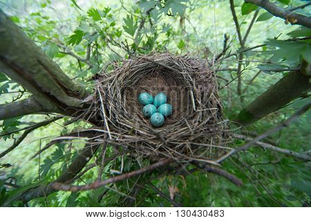 Bird's nest in their natural habitat in the summer.