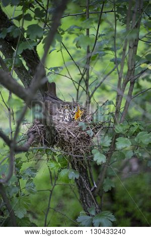 Bird's Nest With Chicks In A Tree.