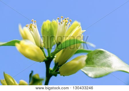 Pollen on white flowers of Murraya paniculata or Orange Jessamine on blue sky background