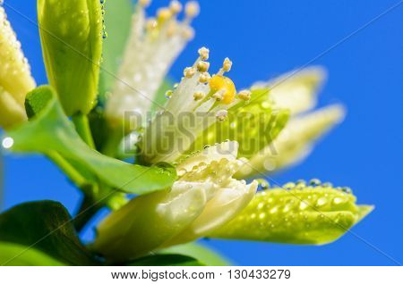 Water drops on white flowers and pollen of Murraya paniculata or Orange Jessamine on blue sky background
