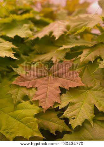 maple leaves,young green leaves of trees on thin branches, the wood, the nature, yellow and
red leaves,