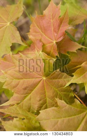 maple leaves,young green leaves of trees on thin branches, the wood, the nature, yellow and
red leaves,