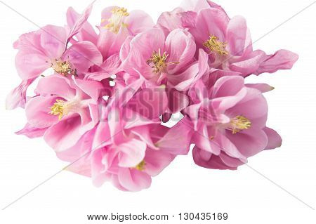 Beautiful pink flowers Aquilegia with thin stems on an isolated white background