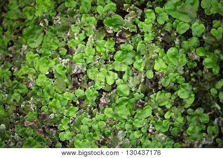 Leaves of a thallose liverwort as background.