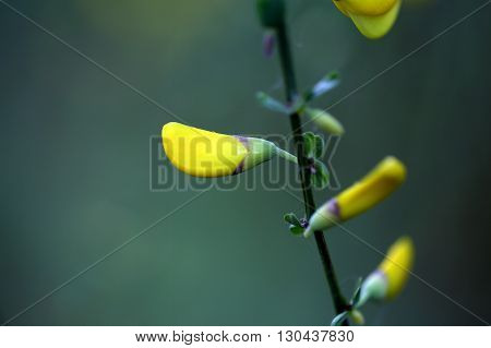 Flowers of a German Greenweed bush Genista germanica