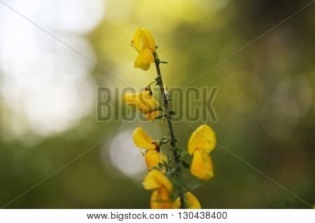 Flowers of a German Greenweed bush Genista germanica