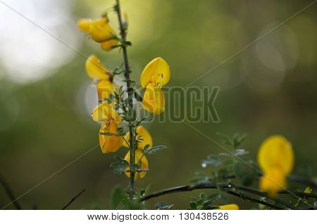 Flowers of a German Greenweed bush Genista germanica