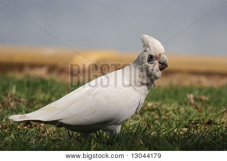 Гологлазый какаду (cacatua Sanguinea)