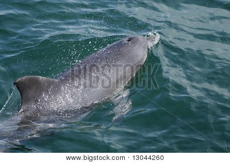 Kinesisk hvid delfin (sousa Chinensis)