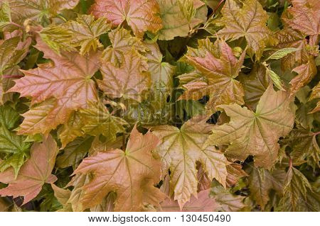 maple leaves,young green leaves of trees on thin branches, the wood, the nature, yellow and
red leaves,