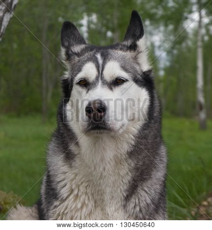 dog of breed a malamute, color gray with white, large ears, fluffy wool, on a background trees, a grass