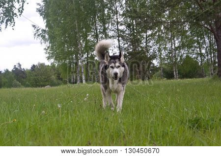 dog of breed a malamute, color gray with white, large ears, fluffy wool, on a background trees, a grass