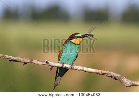 European bee-eater with dragonflies in its beak, colored bird unique moment