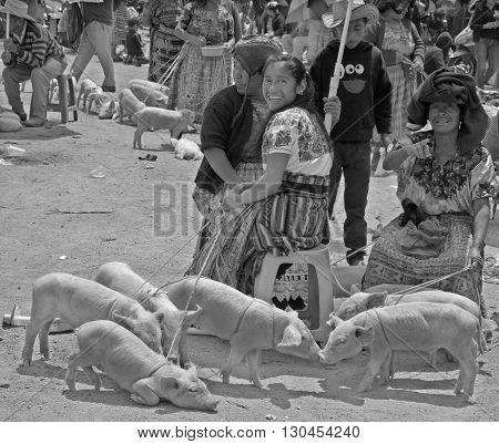 QUETZALTENANGO GUATEMALA APRIL 28 2016 : People sale pigs in Quetzaltenango maket. This native market is the most colorful in Central America