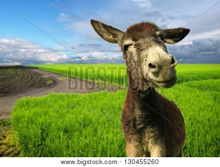 funny Donkey
