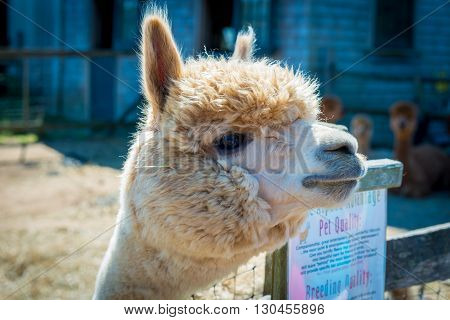 Alpaca in the field of Martha's Vineyard
