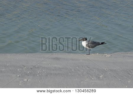 A laughing gull (Larus Atricilla) on the beach at Honeymoon Island State Park, in Dunedin, Florida.