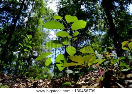 A plant at top of a cave in Withlacoochee State Forest.