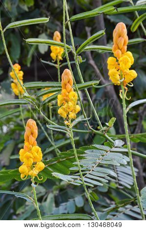 yellow Ringworm Bush flower in nature garden