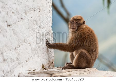 Wild Monkey Looking At Camera At Trongsa Dzong Bhutan.