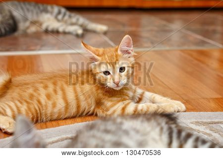 Kuril Bobtail cat ginger. Thoroughbred cat. Cute and funny kitten. Pet.