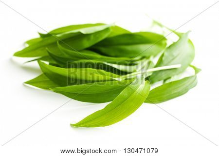 Fresh ramsons leaves. Wild garlic leaves isolated on white background.