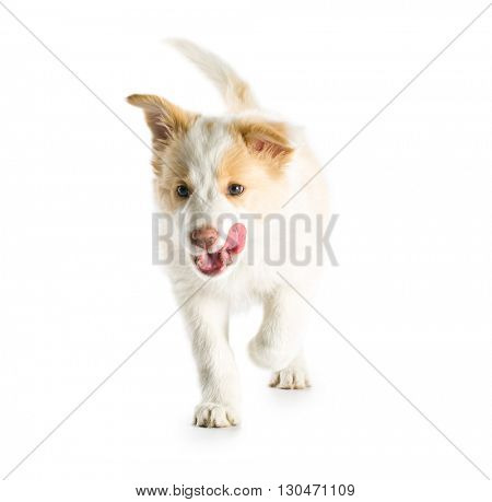 Ee red Border Collie puppy. Young dog isolated on white background.