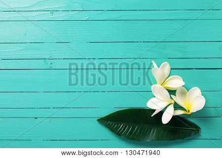 White tropical plumeria flowers on turquoise wooden background. Selective focos. Place for text. Flat lay.
