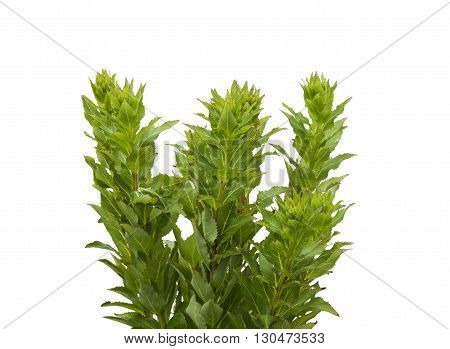 Platycodon grandiflorus is a species of herbaceous flowering perennial plant of the family Campanulaceae and the only member of the genus Platycodon on a white background isolated.