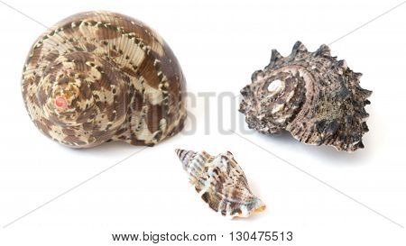 set of beautiful seashells on a white background