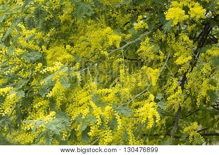 Mimosa silver blue wattle Acacia dealbata tree with yellow flowers in full bloom in Spring.