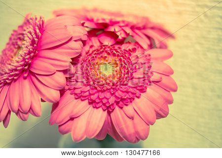 pink gerbera in water in glass .