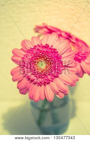 pink gerbera in water in glass .