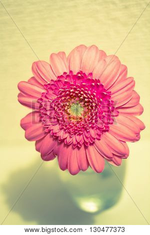 pink gerbera in water glass . .